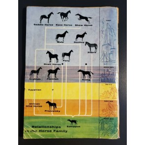 Dell Giant A Treasury of Horses #1 (1955) G Dell Comics Horse breeds & history|